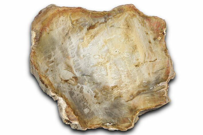 Beautiful Petrified Wood (Araucaria) Slab - Madagascar #344654